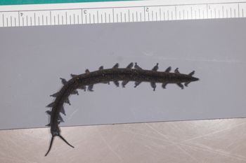 Media type: image;   Invertebrate Zoology 168055 Description: Digital photograph of specimen in life.;